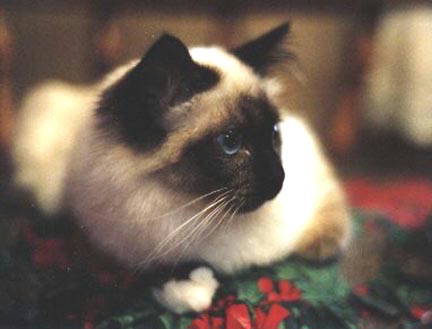 Jewel 3.jpg (55956 bytes)